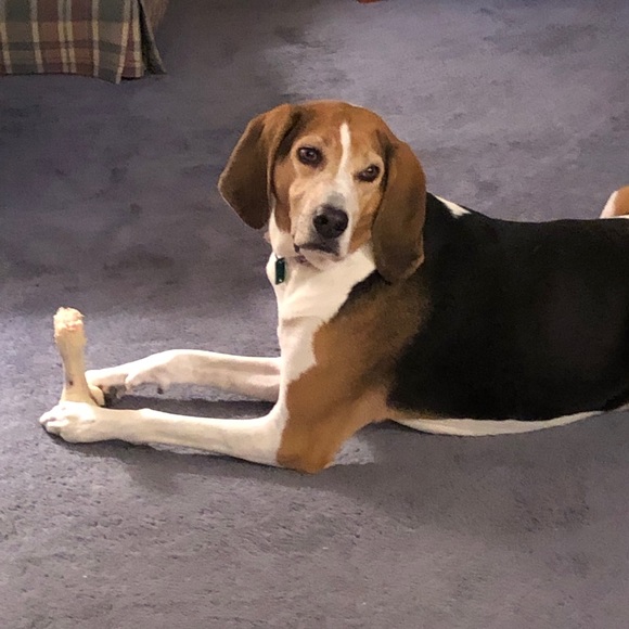 Treeing walker coonhound explained - Picture 2 of 15